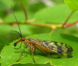 Panorpa sp. - Scorpionfly - female with prey