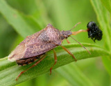 Stinkbug with Trirhabda larva prey - view 1