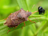 Stinkbug with Trirhabda larva prey - view 2