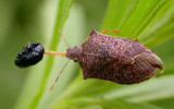 Stinkbug with Trirhabda larva prey - view 3