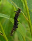 Dead caterpillar probably killed by a stinkbug