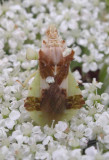 Phymata - ambush bug - female