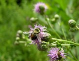 Volucella species (?) of bee mimic fly