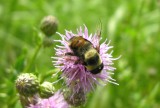 Volucella species (?) of bee mimic fly