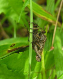 Robber flies - mating