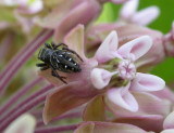 Phidippus borealis (?) - male