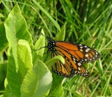 Monarch on Common Milkweed