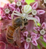 Flower crab spider with prety
