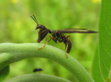 Climaciella brunnea - Brown mantidfly