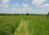 path in field