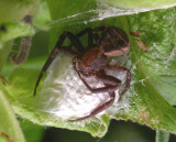 Xysticus crab spider with egg case