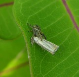 Jumping spider with moth - view 2