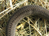 Storeria occipitomaculata occipitomaculata - Northern Red-bellied Snake - scales