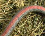 Storeria occipitomaculata occipitomaculata - Northern Red-bellied Snake - underside