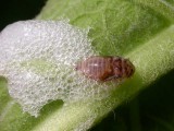 Leafhopper nymph in spittle