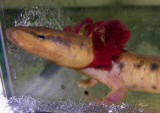 Mudpuppy Night - January 26, 2007