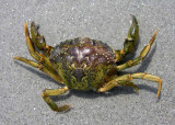 Carcinus maenas - European Green Crab