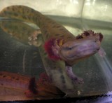 Necturus maculosus - Mudpuppy salamander