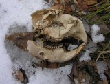 Porcupine skull fragment