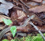 Thamnophis sirtalis pallidula -- Maritime Garter Snake