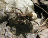 Wolf spider with egg case - view 3