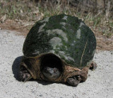 Chelydra serpentina - Snapping Turtle - front view