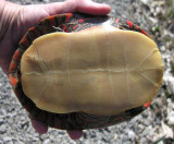 Chrysemys picta - Painted Turtle - bottom