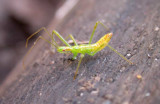 Zelus species of Assassin bug