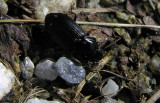 unknown black beetle