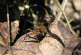 Wolf Spider # 2- not yet IDd