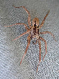 Wolf Spider #3 - not yet IDd - view 2
