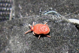 Velvet Mite - not yet IDd