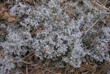Cladina rangiferina - Reindeer lichen