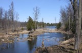 Beaver dam at end of Loon Lake