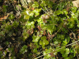Waldsteinia fragarioides - Barrenland strawberry