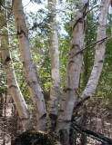 Betula populifolia - Grey Birch