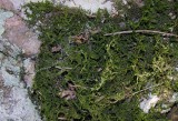 Hedwigia ciliata (?) -- Ciliate Hedwigia Moss (?)