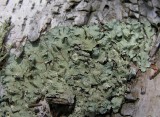 Flavoparmelia caperata (?) - Common Greenshield Lichen