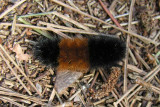 Pyrrharctia isabella - Woolly Bear caterpillar
