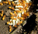 Acanthomyops (?) - Yellow Ants with larvae - view 1