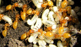 Acanthomyops (?) - Yellow Ants with larvae - view 3
