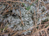 Cladina rangiferina - Reindeer lichen