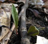 Erythronium americanum - Trout lily