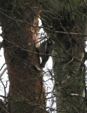 Sphyrapicus varius - Yellow-bellied Sapsucker