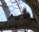 Tamiasciurus hudsonicus - Red Squirrel
