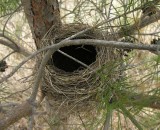 Turdus migratorius - American Robin - nest