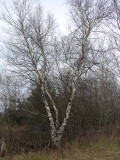 Betula populifolia - Grey Birch