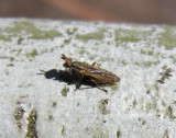 Sciomyzidae - Marsh Fly - probably Tetanocera genus