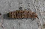 firefly-larva-1.jpg