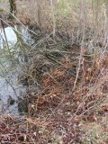 beaver-dam-large.jpg